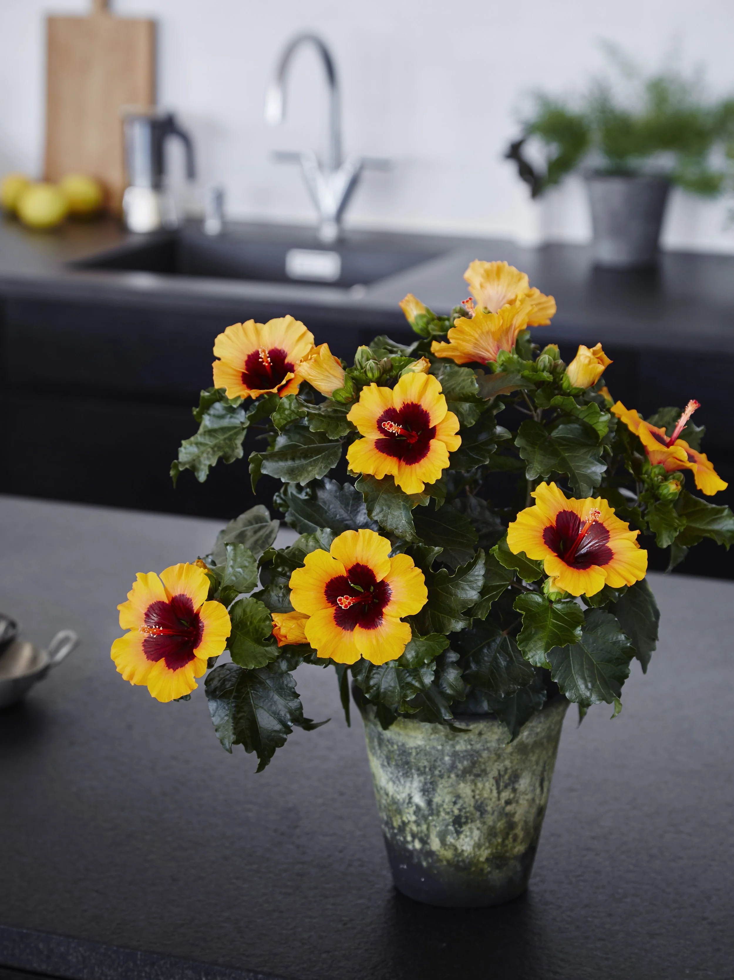 HibisQs® Care — Graff-Breeding A/S